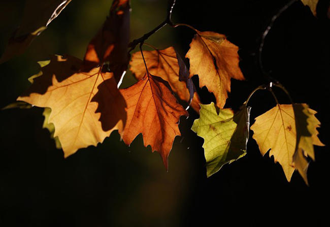 Ánh nắng dịu nhẹ xuyên qua kẽ lá vào một sớm mùa thu tại London, Anh.
