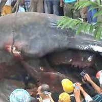 Phi thường - kỳ quặc - Sự thật “thủy quái Việt Nam”