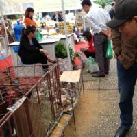 Thị trường - Tiêu dùng - Gà Đông Tảo 11 triệu đồng "hút" khách