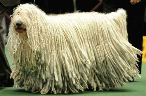 Chú chó có bộ lông "khủng" nhất thế giới - 1