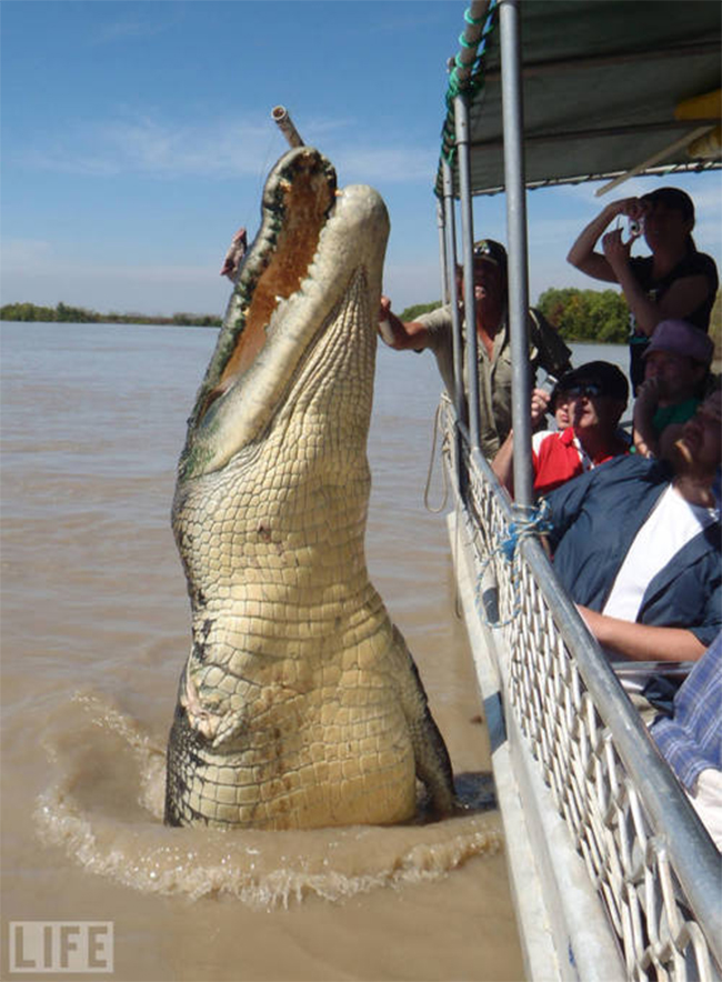 Cá sấu khổng lồ
