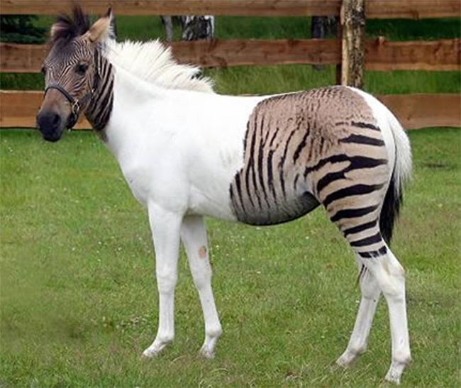Ngựa với thân hình màu sắc biến hóa trên cơ thể
