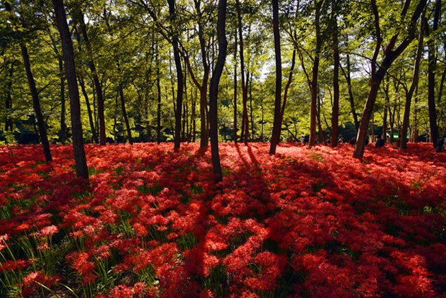 Màu đỏ rực rỡ của những bông hoa loa kèn nhện đang nở rộ tại công viên Kinchakuda thuộc Hidaka, Saitama, gần Tokyo, Nhật Bản. 
