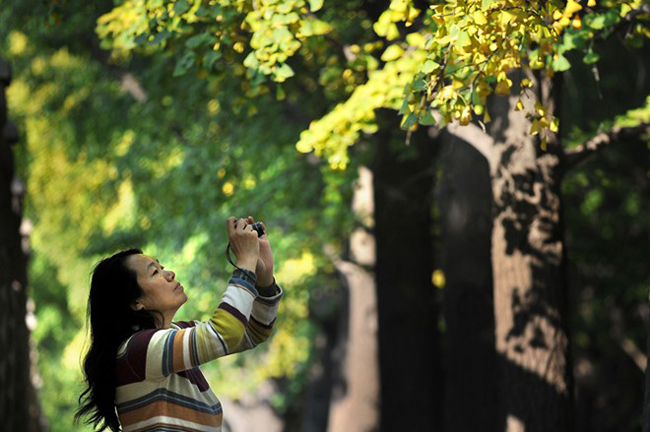 Du khách đang chụp ảnh những chiếc lá của cây bạch quả tại Bắc Kinh. Mùa thu là mùa du lịch cao điểm của thành phố với số lượng du khách lên tới hàng chục ngàn người.
