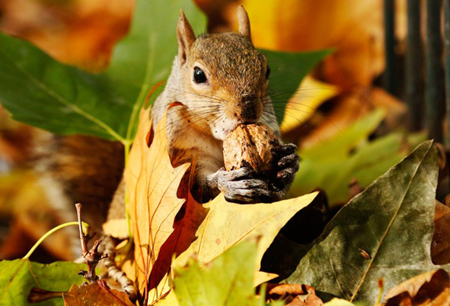 Một chú sóc vừa tìm thấy 'chiến lợi phẩm' của mình trong đống lá rụng của mùa thu tại công viên St James, London.
