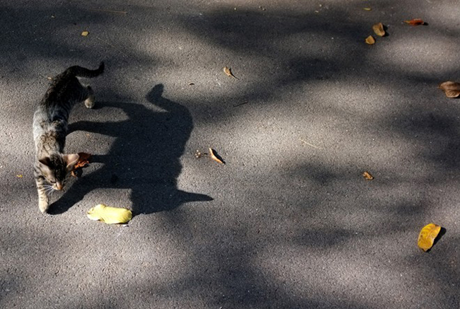 Chú mèo con đang đùa nghịch với chiếc lá và cái bóng của chính mình trên vỉa hè vào một ngày trời thu nắng đẹp ở Belgrade, Serbia.
