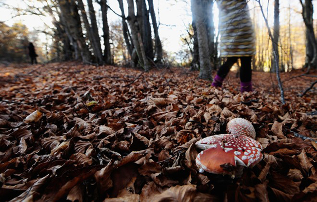 Những cây nấm 'đổ rạp' dưới bước chân của một cô gái đi trong rừng vào ngày mùa thu ấm áp tại làng Mavrovo, Macedonia.
