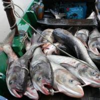 Tin tức trong ngày - Xả lũ, dân đổ xô đi hớt cá