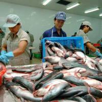 Thị trường - Tiêu dùng - Trung tâm phân phối cá tra tại châu Âu: Đường đến còn xa