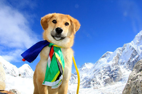 Chú chó đầu tiên chinh phục núi Everest - 1