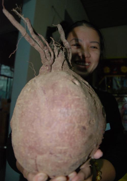 Củ khoai lang “khủng” tại Đà Nẵng - 1