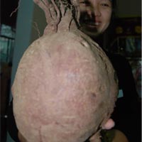 Phi thường - kỳ quặc - Củ khoai lang “khủng” tại Đà Nẵng