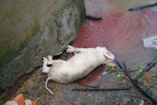 Chùm ảnh: Tan hoang vùng rốn lũ đi qua - 11