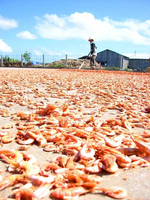 Cận cảnh quy trình làm tôm khô đặc sản miền Tây - 3