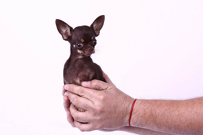 Chú chó nhỏ nhất thế giới chỉ cao 9,65cm
