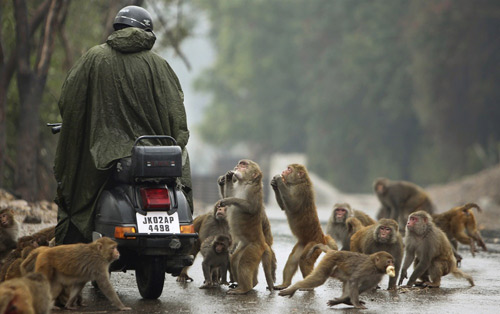Ấn Độ: Triệt sản khỉ làm loạn thành phố - 1