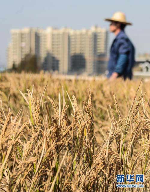 TQ: Nông dân được mùa từ "mảnh ruộng trên trời" - 3