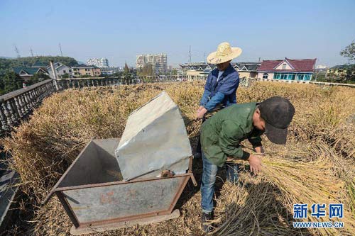 TQ: Nông dân được mùa từ "mảnh ruộng trên trời" - 2