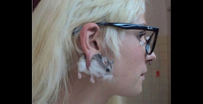 Chán những đồ trang sức vô tri vô giác, người phụ nữ này thậm chí còn bắt chú chuột bạch nằm gọn trong dái tai của cô.
