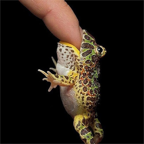 2 triệu đồng một con ếch 'ngoài hành tinh' - 1