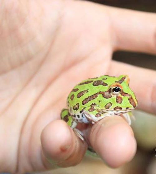 2 triệu đồng một con ếch 'ngoài hành tinh' - 2