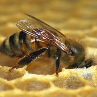 Sức khỏe đời sống - Ong mật được huấn luyện để phát hiện ung thư