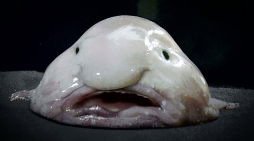 1385085892-blob-fish.jpg