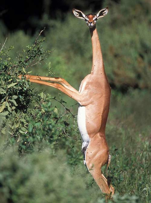 1385085892-gerenuk-1.jpg