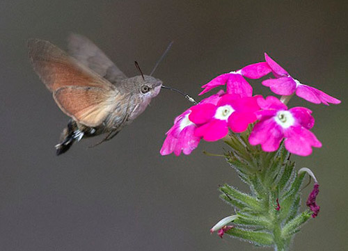 1385085892-hummingbird-hawk-moth.jpg