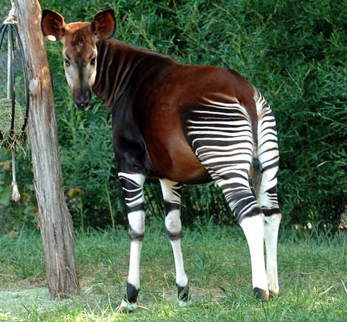 1385085892-okapi-1.jpg