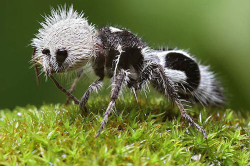 1385085892-panda-ant.jpg