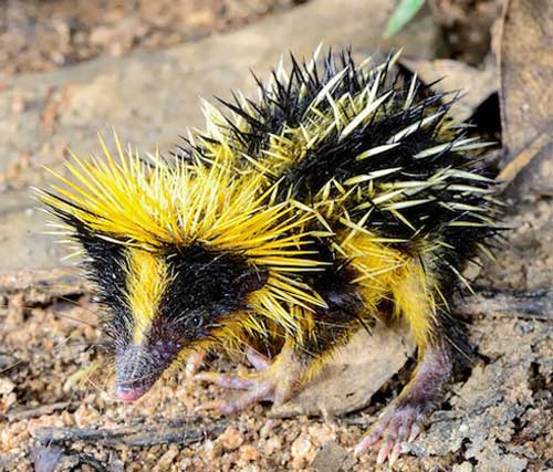 1385085892-tenrec-soc.jpg