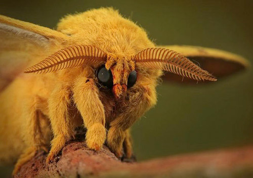 1385085892-venezuela-poodle-moth-2.jpg