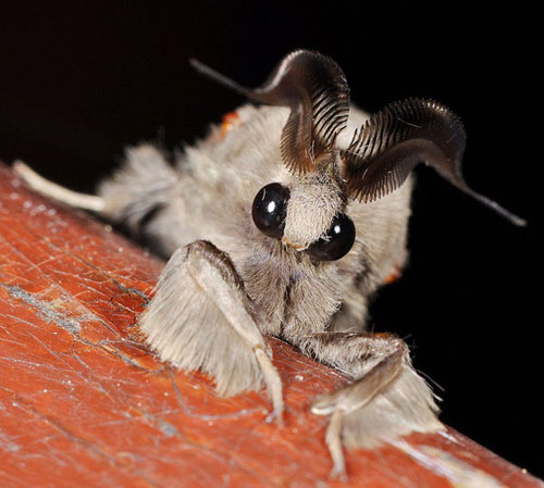 1385085892-venezuela-poodle-moth.jpg