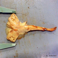 Phi thường - kỳ quặc - Phát hiện cá đuối 2 đầu hiếm gặp