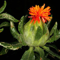 Sức khỏe đời sống - Bài thuốc trị đau bụng khi “đèn đỏ”