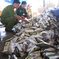 Sức khỏe đời sống - Kinh hoàng đặc sản làm từ xác động vật thối rữa