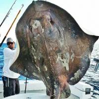 Tin tức trong ngày - Ngư dân Mỹ bắt được "khủng long" biển sâu