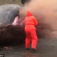 Tin tức trong ngày - Cá khổng lồ bất ngờ nổ tung khi bị xẻ thịt