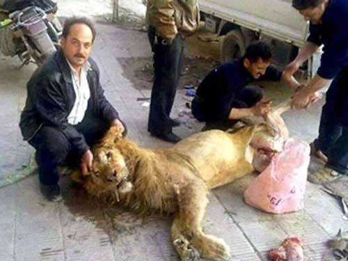 Người Syria xẻ thịt sư tử sở thú ăn chống đói? - 1
