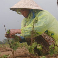 Tin tức trong ngày - "Vùng hạ du ngập nặng là có phần lỗi của thủy điện"