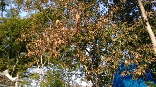 Cảnh tan hoang sau vụ cháy đền thờ Lê Lai - 10