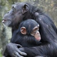 Tin tức trong ngày - Mỹ: Tinh tinh "nộp đơn kiện" đòi làm người