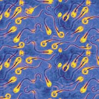 Sức khỏe đời sống - Triển vọng mới về thuốc ngừa thai nam giới