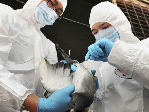 Xác nhận ca nhiễm H7N9 đầu tiên tại Hồng Kông - 1
