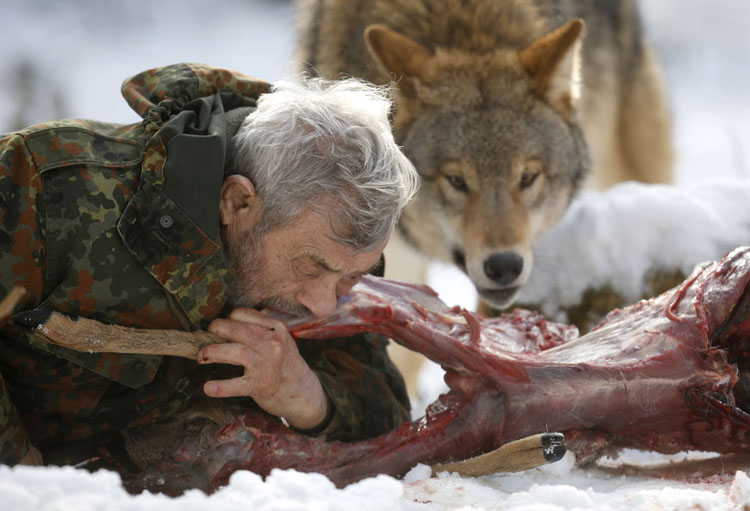 Nhà nghiên cứu Werner Freund cắn một miếng thịt hươu sống cạnh con chó sói Mông Cổ tại khu bảo tồn loài sói ở Merzig, Đức ngày 24/1/2013.
