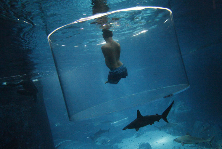 Người không tay chân Nick Vujicic, một tấm gương về nghị lực vượt qua số phận bơi cùng với lũ cá mập trong công viên biển ở Singapore hôm 5/9/2013. Bao quanh người Nick là một tấm nhựa trong suốt có thể quan sát được cuộc sống của đàn cá mập.
