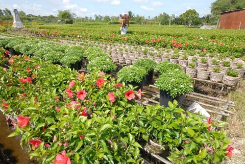 Vựa hoa miền Tây trước ngày ra chợ Tết - 2