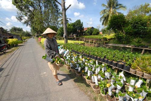 Vựa hoa miền Tây trước ngày ra chợ Tết - 3