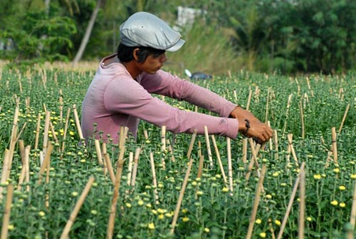 Vựa hoa miền Tây trước ngày ra chợ Tết - 4